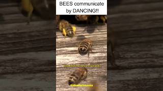 WHAT MOST PEOPLE Don’t Know about Bees communicate by dancing