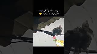 پرنده ها در عشق ورزیدن بینظیرند ✌️