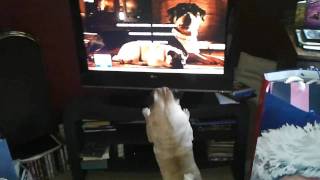 Pug watches pug on TV