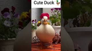 Cute Duck Video 🤩. #shorts #reels #duck #awwanimals #animals #wildlife#funnyplox #tecknical_guru_ji