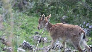 Iberian Ibex, Ronda, Spain, 03/19/22