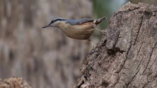 Nuthatch filming - Lackford Lakes - LUMIX GH5