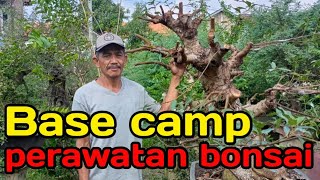 Review base camp bonsai terlengkap dan terbaik di Madiun