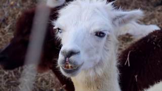 The Voluntourist - Alpaca Farm Volunteer Guide - Israel