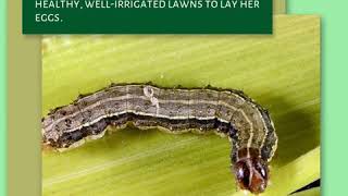 Fall Armyworms