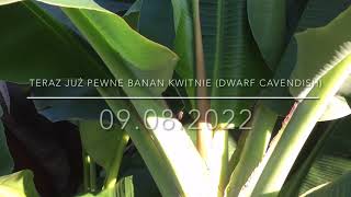 196.🌴🍌Teraz już pewne banan kwitnie pod chmurką🌺🌞Musa acuminata 'Dwarf Cavendish'🍌🌴09.08.2022🍌🌴