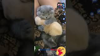 Everyone Needs Love, Care, and a Hug 🤗💖 | Spread Kindness #funny #love #trending #cat #yt #youtube