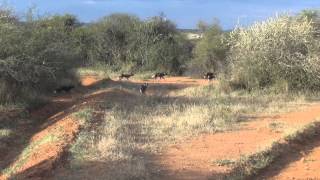 The Wild Dogs of Laikipia Wilderness Camp