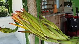 Weekly dragon fruit bud update