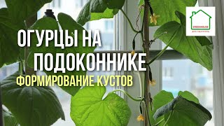 ОГУРЦЫ НА ПОДОКОННИКЕ. Формирование кустов. Часть 2.