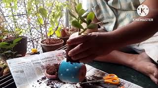 Jed plant  Ek positive  Energy denare plant #video#villagelife#nature#moneyplant