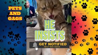 Mega funny jokes with cats \ Super selection 🤩 🐾