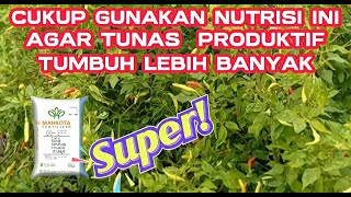 Part 22 : Pemberian Nutrisi Berimbang 👉 Perbanyak Tunas Produktif Buah Kedua