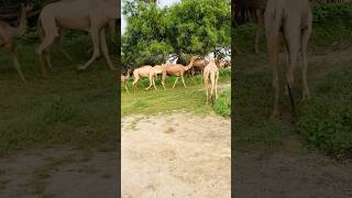 Camels walking in desert #shorts