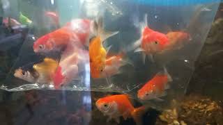 Pano maglagay ng Goldfish sa Aquarium na bagong bili para safe yung isda..