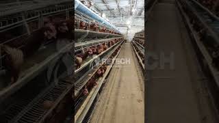 20000 birds layer hen farm poultry commercial egg production business - RETECH Farming