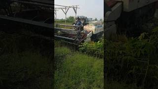 Panen padi di Demak#mesincombi #combine  #demak  #jateng