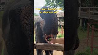 How many #bananas can an #elephant eat? #thailand #travel #animals #englishteacher #explore