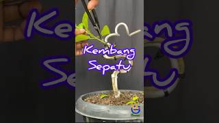 BONSAI KEMBANG SEPATU