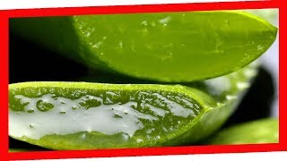 7 Powerful Benefits of Aloe Vera for Men and Women