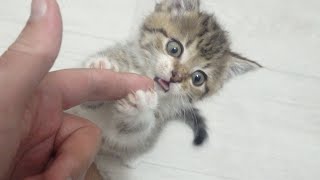 Angel kitten and 20 sweet cats in the rented apartment