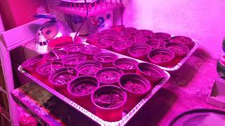 Adenium seedlings under a grow light