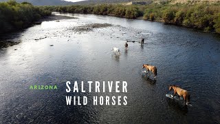 The Salt River Wild Horses