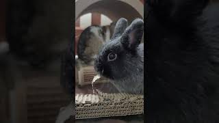 Bunnies in Cardboard HEAVEN (They love to nibble & chew cardboard all day) #netherlanddwarf #lopbun