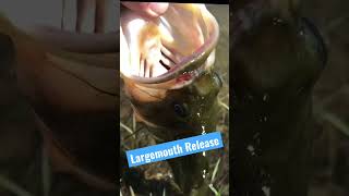 🎥 🎣 Healthy Largemouth Release! #shorts