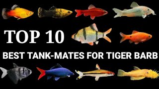 TOP 10 BEST TANK-MATES FOR TIGER BARB