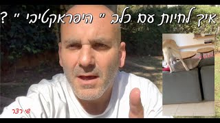 איך לחיות ו״לשרוד״ חיים עם כלב היפראקטיבי?