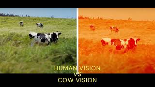 Human Vision Vs Cow Vision- TECHNEX 2022