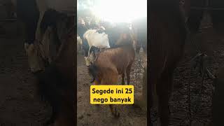 pasar kambing adijaya lampung tengah#hargakambingterbaru #adijaya