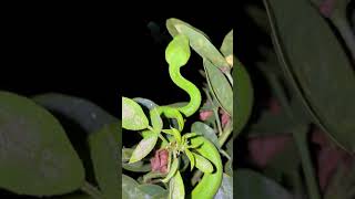 GREEN PIT VIPER #snake