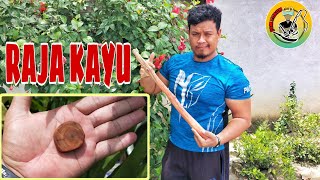 RAJA KAYU PELBAGAI KHASIATNYA