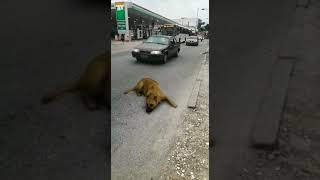 Cachorro na rua.