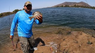 Big Bluegill # Fishing Lake Skinner Ca