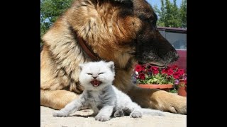 😺 За друга - загрызу! 🐕 Смешное видео с собаками, кошками и котятами! 😸