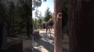 Horse Riding by Salaar Khan #youtubeshorts #viral