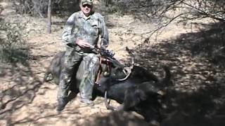 African Cape Buffalo with a Kodabow Crossbow