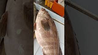 Ikan Kerapu + Haruan Tasik😍 #shorts #viral #youtubeshorts #shortvideo #nelayan #fun #like#shortvideo