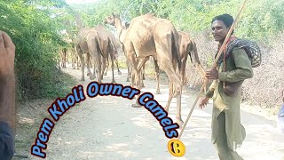 Exploring wildlife |after drinking water camels are going to forest |في_الصحراء "