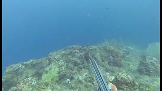 Spearfishing Daydive