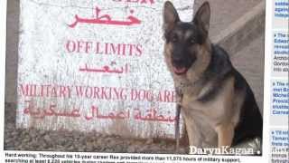 Marine Dog Gets Second Chance