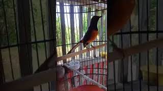 murai batu pastol GANDEWA lagi ngamuk.. #burung #muraibatu #shorts #asmr