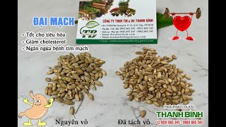 Đại Mạch (Nguyên Vỏ và Đã Tách Vỏ) | Công dụng của đại mạch trong điều trị bệnh