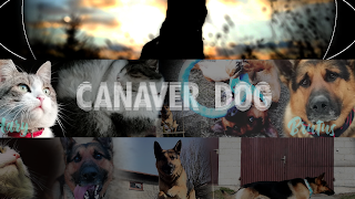 Canaver Dog Live Stream