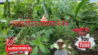 सानो करेसाबारीमा फलेका फलफुलहरू                         Fruits growing in a small vegetable garden