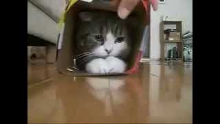 Cat Maru loves boxes, Котик - Мару любит коробки