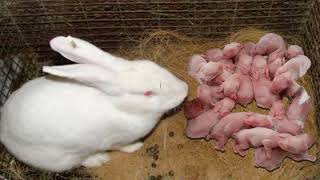 Rabbit giving birth to 50 babies | 50 newborn cute bunnies |